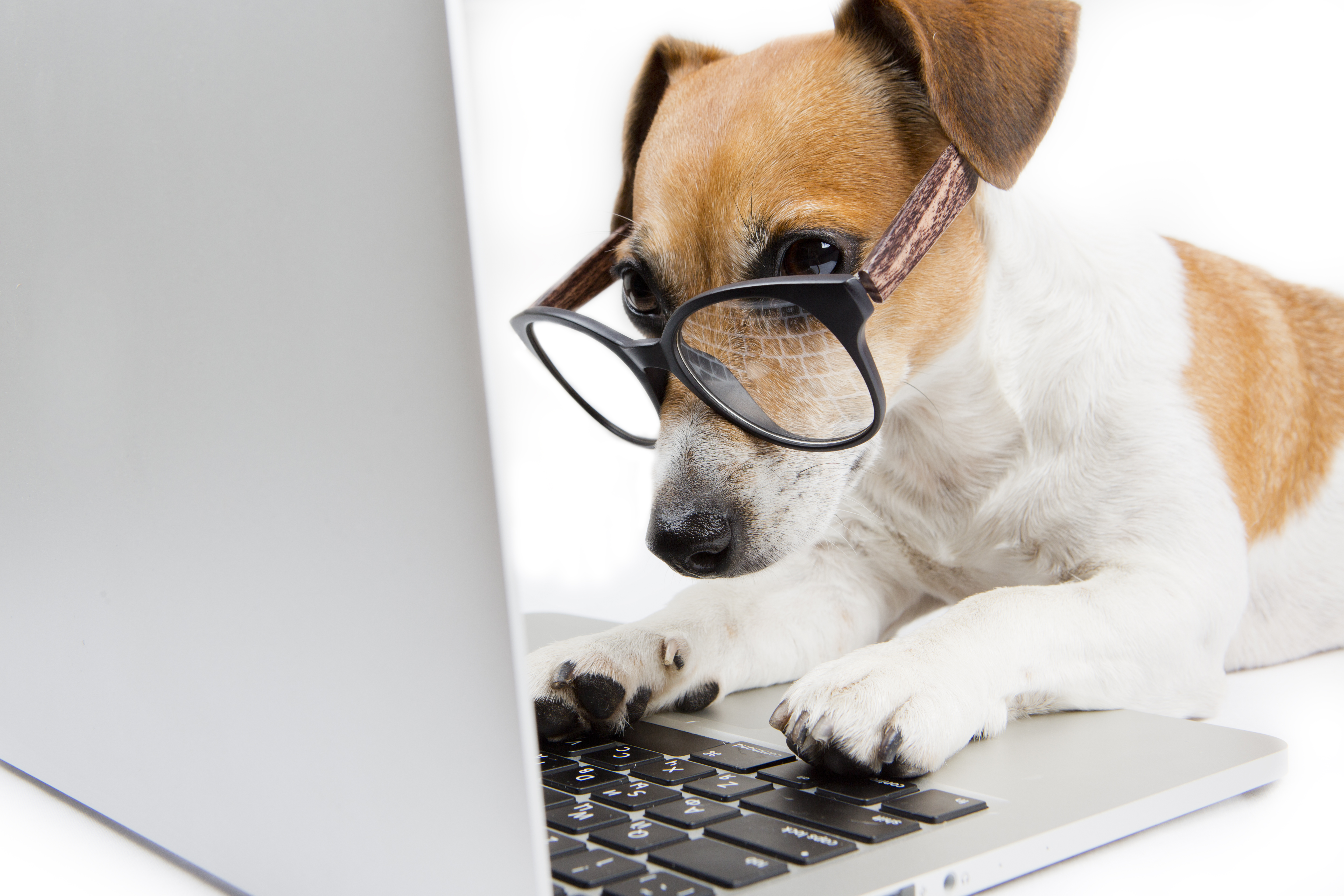 dog w glasses typing on laptop