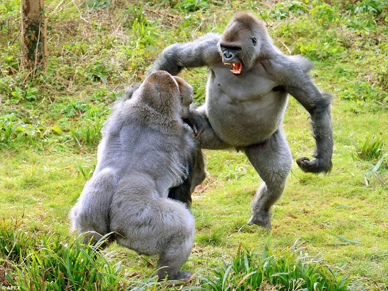 two gorillas fighting
