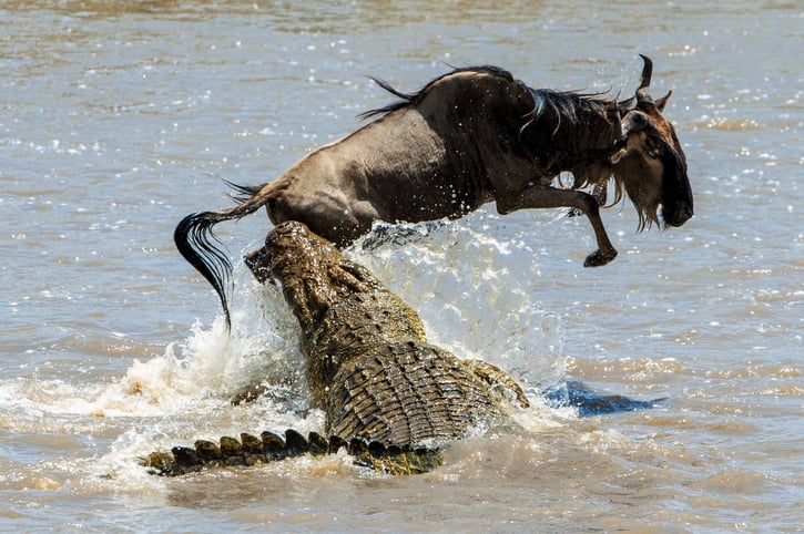 crocodile/alligator attacking a bison