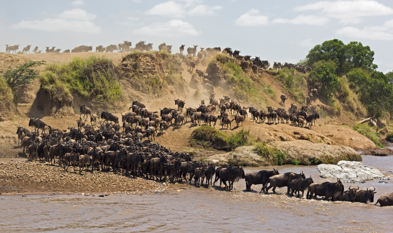 herd of Buffalo/Bison moving down hill to cross river