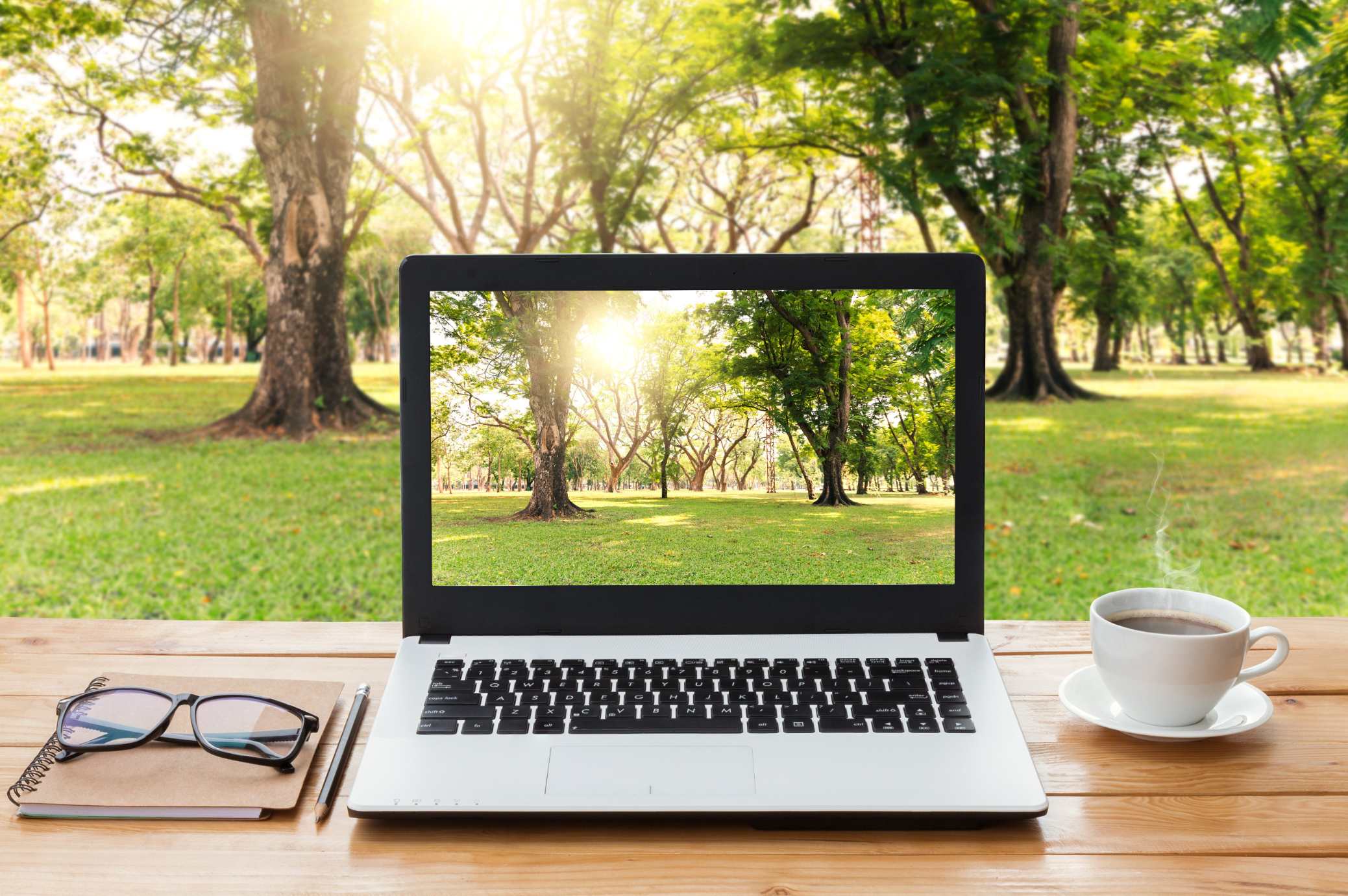 laptop taking photo of trees in a park on sunny day