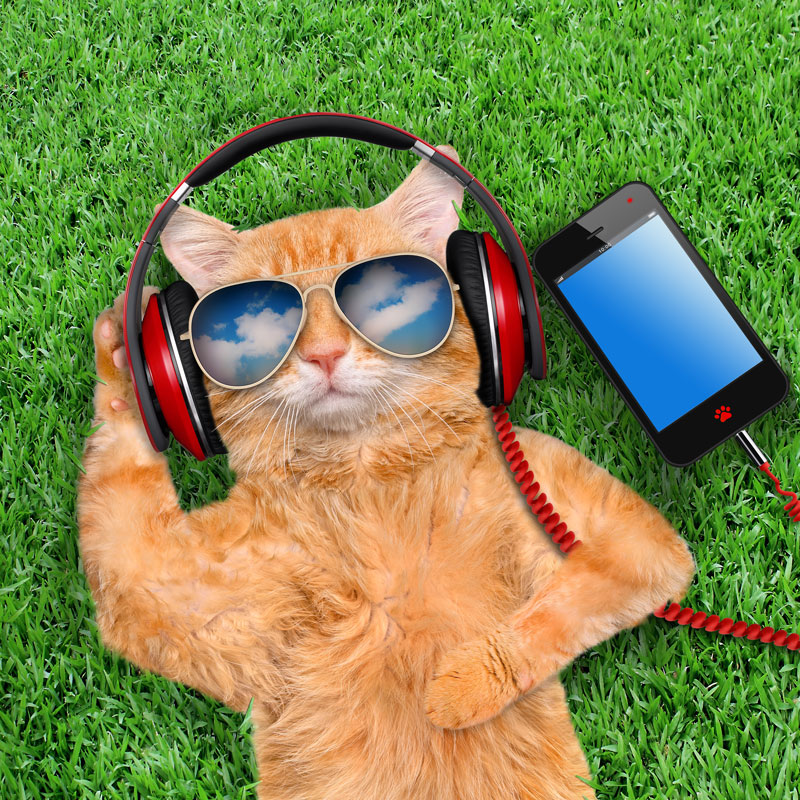 cat w red headphones on and sunglasses
