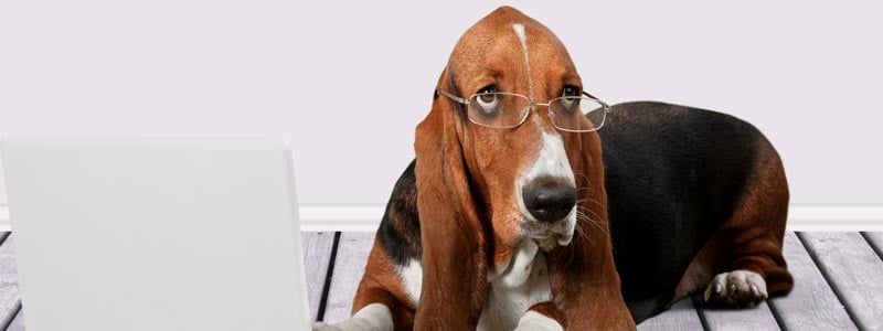 old hound dog w glasses on laptop