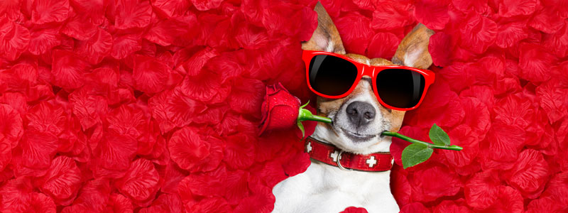 dog laying on back on roses w red sunglasses and rose in mouth